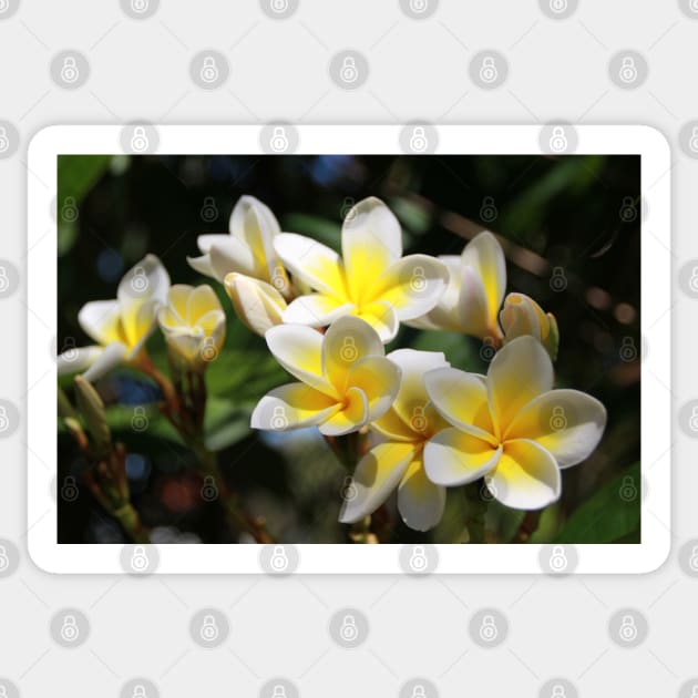 Frangipani Sticker by Kirkcov